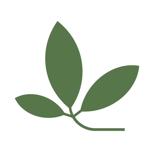 Green Leaves Illustration